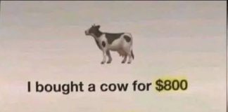 The Cow Math Puzzle: A Brain Teaser for the Curious Mind