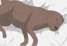 11 Signs Your Dog is Nearing the End of His Life