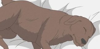 11 Signs Your Dog is Nearing the End of His Life