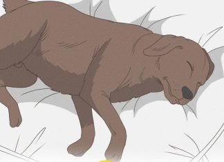 11 Signs Your Dog is Nearing the End of His Life