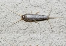 Silverfish: if This Animal Comes to Your Home…