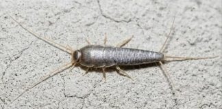 Silverfish: if This Animal Comes to Your Home…