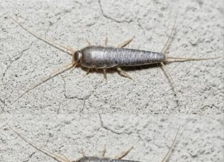 Silverfish: if This Animal Comes to Your Home…