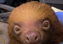 Florida Zoo Receives 13 ‘Underweight’ Sloths from Sloth World Following Reports of 31 Animal Deaths at the Attraction