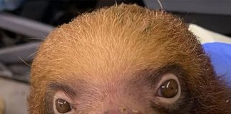 Florida Zoo Receives 13 ‘Underweight’ Sloths from Sloth World Following Reports of 31 Animal Deaths at the Attraction