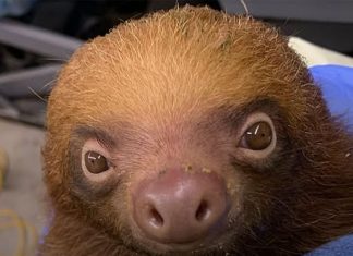 Florida Zoo Receives 13 ‘Underweight’ Sloths from Sloth World Following Reports of 31 Animal Deaths at the Attraction