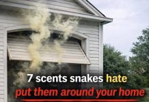 7 Natural Scents That May Help Keep Snakes Away from Your Home