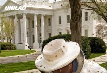 The White House has been overrun by huge swarm of bees in shocking footage