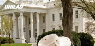 The White House has been overrun by huge swarm of bees in shocking footage