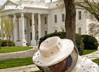 The White House has been overrun by huge swarm of bees in shocking footage