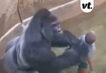Question everyone has about why Harambe was killed has been answered amid 10-year anniversary
