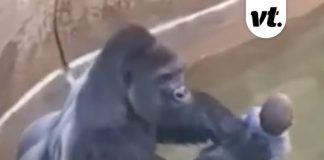 Question everyone has about why Harambe was killed has been answered amid 10-year anniversary