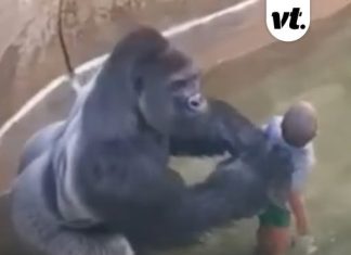 Question everyone has about why Harambe was killed has been answered amid 10-year anniversary