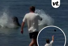 Update after tourist who threw rock at beloved seal in Hawaii got beat up
