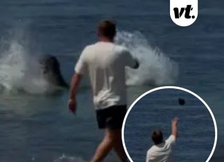 Update after tourist who threw rock at beloved seal in Hawaii got beat up