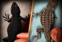 THE SPIRITUAL MEANING OF LIZARDS IN YOUR HOME – WHAT THEY SYMBOLIZE