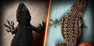 THE SPIRITUAL MEANING OF LIZARDS IN YOUR HOME – WHAT THEY SYMBOLIZE