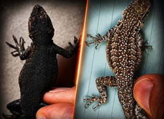 THE SPIRITUAL MEANING OF LIZARDS IN YOUR HOME – WHAT THEY SYMBOLIZE