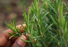 THE BEST NATURAL COMPANION GENTLE EVERYDAY BENEFITS OF ROSEMARY FOR OLDER ADULTS