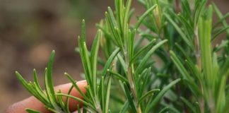 THE BEST NATURAL COMPANION GENTLE EVERYDAY BENEFITS OF ROSEMARY FOR OLDER ADULTS