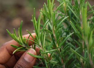 THE BEST NATURAL COMPANION GENTLE EVERYDAY BENEFITS OF ROSEMARY FOR OLDER ADULTS