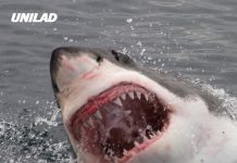 Swimmer mauled to death by 13ft great white shark in brutal attack at tourist hotspot