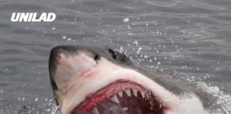 Swimmer mauled to death by 13ft great white shark in brutal attack at tourist hotspot