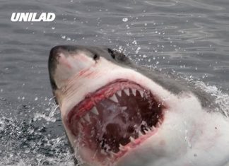 Swimmer mauled to death by 13ft great white shark in brutal attack at tourist hotspot