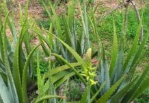 You Will Be Surprised at Its Effects: Aloe Vera and Its Potential Benefits for Health & Beauty