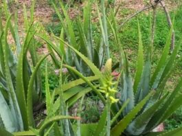 You Will Be Surprised at Its Effects: Aloe Vera and Its Potential Benefits for Health & Beauty