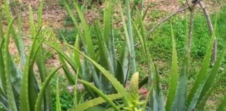 You Will Be Surprised at Its Effects: Aloe Vera and Its Potential Benefits for Health & Beauty