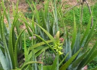 You Will Be Surprised at Its Effects: Aloe Vera and Its Potential Benefits for Health & Beauty