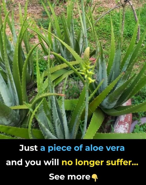 aloe vera