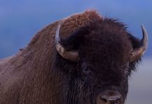 12-Year-Old Child Rushed to Hospital After Being Attacked by Bison in Yellowstone National Park