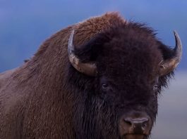 12-Year-Old Child Rushed to Hospital After Being Attacked by Bison in Yellowstone National Park