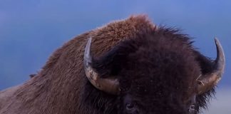 12-Year-Old Child Rushed to Hospital After Being Attacked by Bison in Yellowstone National Park