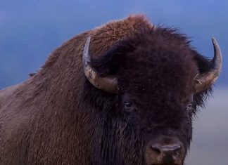 12-Year-Old Child Rushed to Hospital After Being Attacked by Bison in Yellowstone National Park
