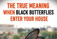 THE SPIRITUAL MESSAGE BEHIND A BLACK BUTTERFLY VISIT (WHAT YOUR UNEXPECTED GUEST IS TRYING TO TELL YOU)