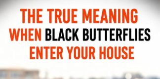 THE SPIRITUAL MESSAGE BEHIND A BLACK BUTTERFLY VISIT (WHAT YOUR UNEXPECTED GUEST IS TRYING TO TELL YOU)