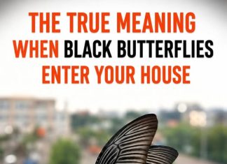 THE SPIRITUAL MESSAGE BEHIND A BLACK BUTTERFLY VISIT (WHAT YOUR UNEXPECTED GUEST IS TRYING TO TELL YOU)