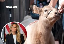 Cow named ‘Melania’ becomes viral standout at Trump’s ‘Great American State Fair’ on National Mall