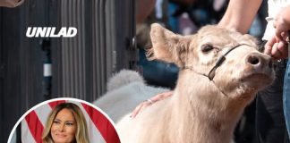 Cow named ‘Melania’ becomes viral standout at Trump’s ‘Great American State Fair’ on National Mall