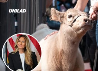 Cow named ‘Melania’ becomes viral standout at Trump’s ‘Great American State Fair’ on National Mall