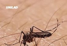 Google wants to release 32 million infected mosquitos in the US as plan is revealed