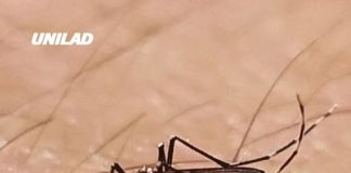 Google wants to release 32 million infected mosquitos in the US as plan is revealed