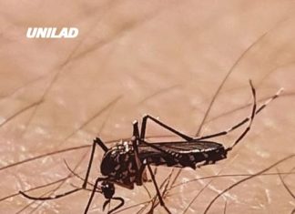 Google wants to release 32 million infected mosquitos in the US as plan is revealed