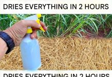 Best Homemade Herbicide: A Simple Non-Toxic Solution for Unwanted Weeds
