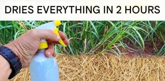 Best Homemade Herbicide: A Simple Non-Toxic Solution for Unwanted Weeds