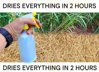 Best Homemade Herbicide: A Simple Non-Toxic Solution for Unwanted Weeds