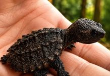 THE CHILLING DISCOVERY BEHIND A LITTLE GIRL’S “NEW PET” (WHY THE VET PANICKED WHEN HE SAW THE LIZARD)